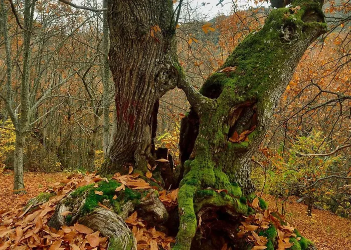 拉雷斯乡村民宿 乡村民宿