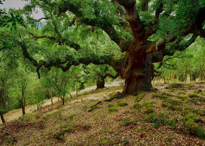 拉雷斯乡村民宿 乡村民宿 拉斯梅德拉斯